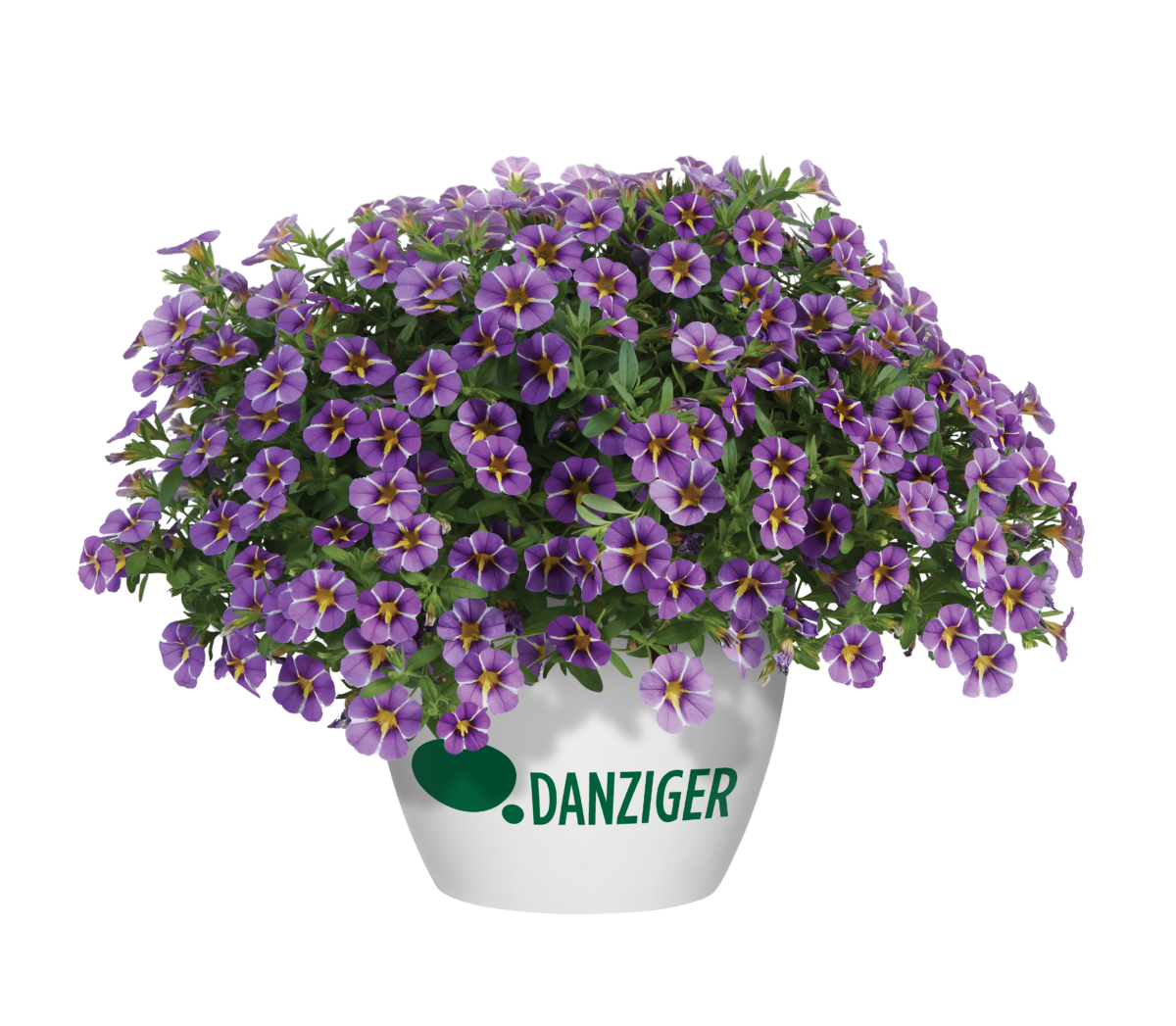 NESIA™ Tangerine - Danziger