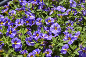 COLIBRI™ Purple Bling