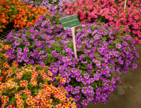 COLIBRI™ Purple Bling