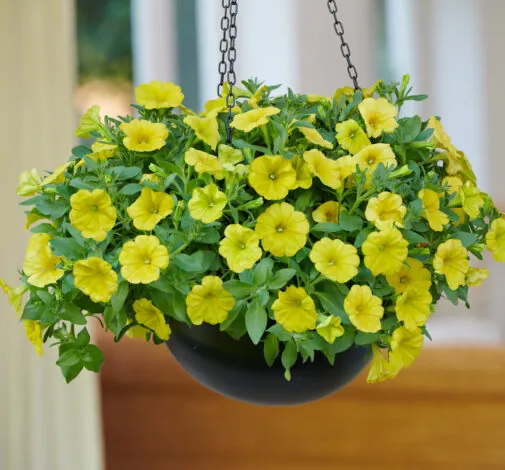 CAPELLA™ Hello Yellow