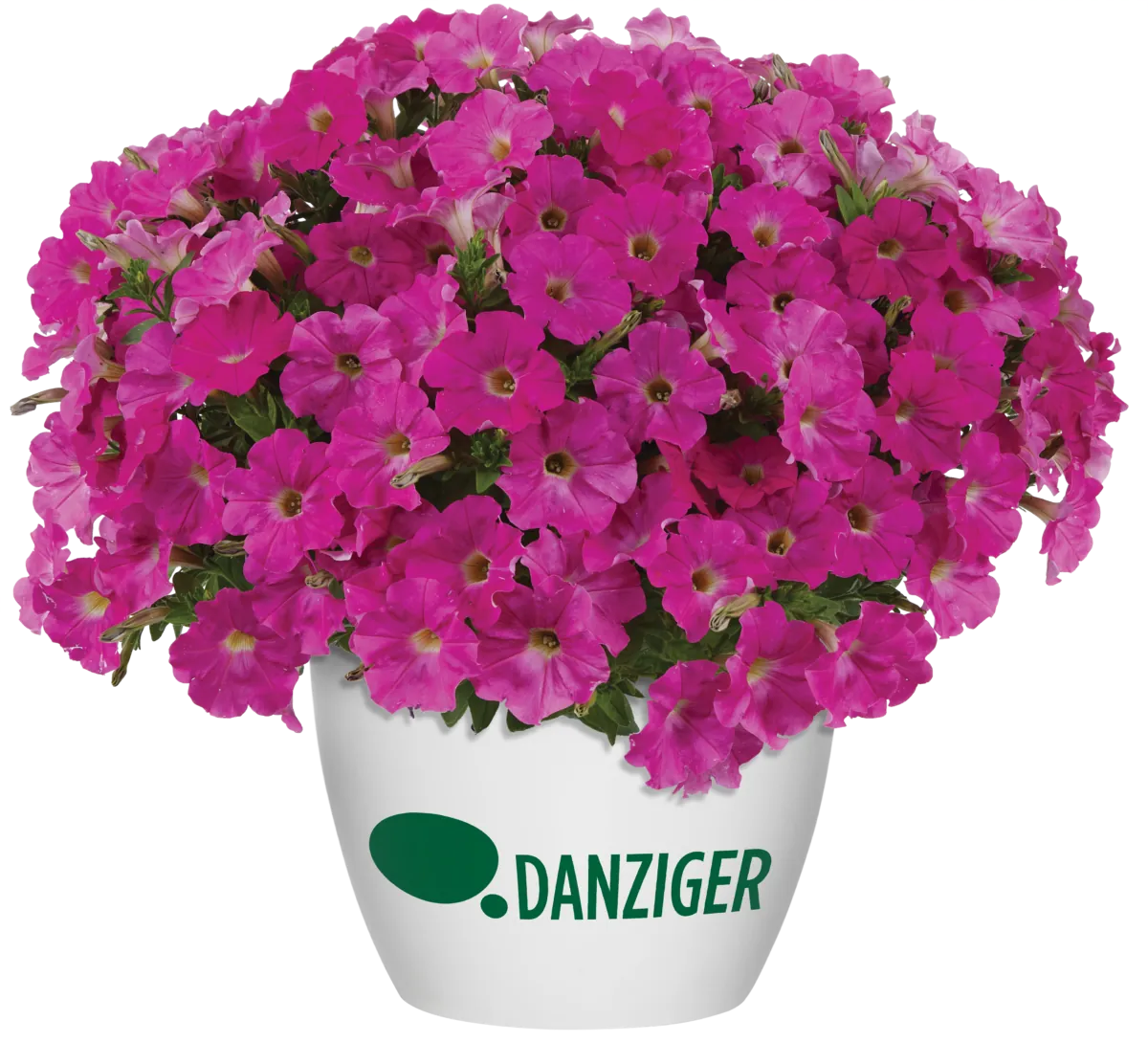 CAPELLA™ Rose