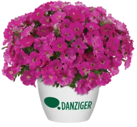CAPELLA™ Rose