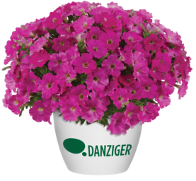 CAPELLA™ Rose