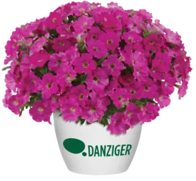 CAPELLA™ Rose