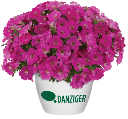 CAPELLA™ Rose