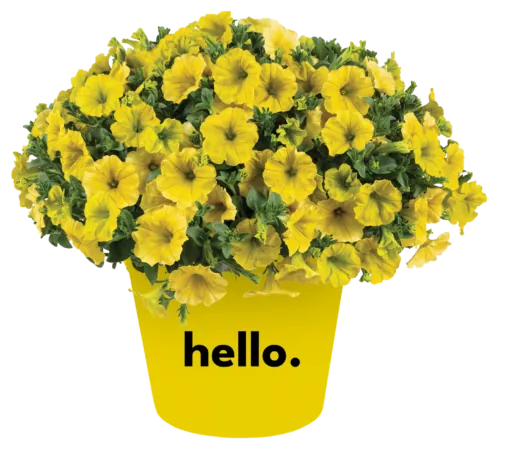 CAPELLA™ Hello Yellow