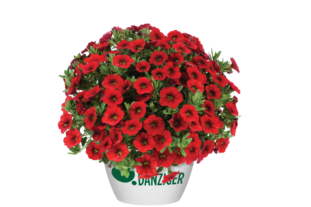 COLIBRI™ Bright Red - Danziger
