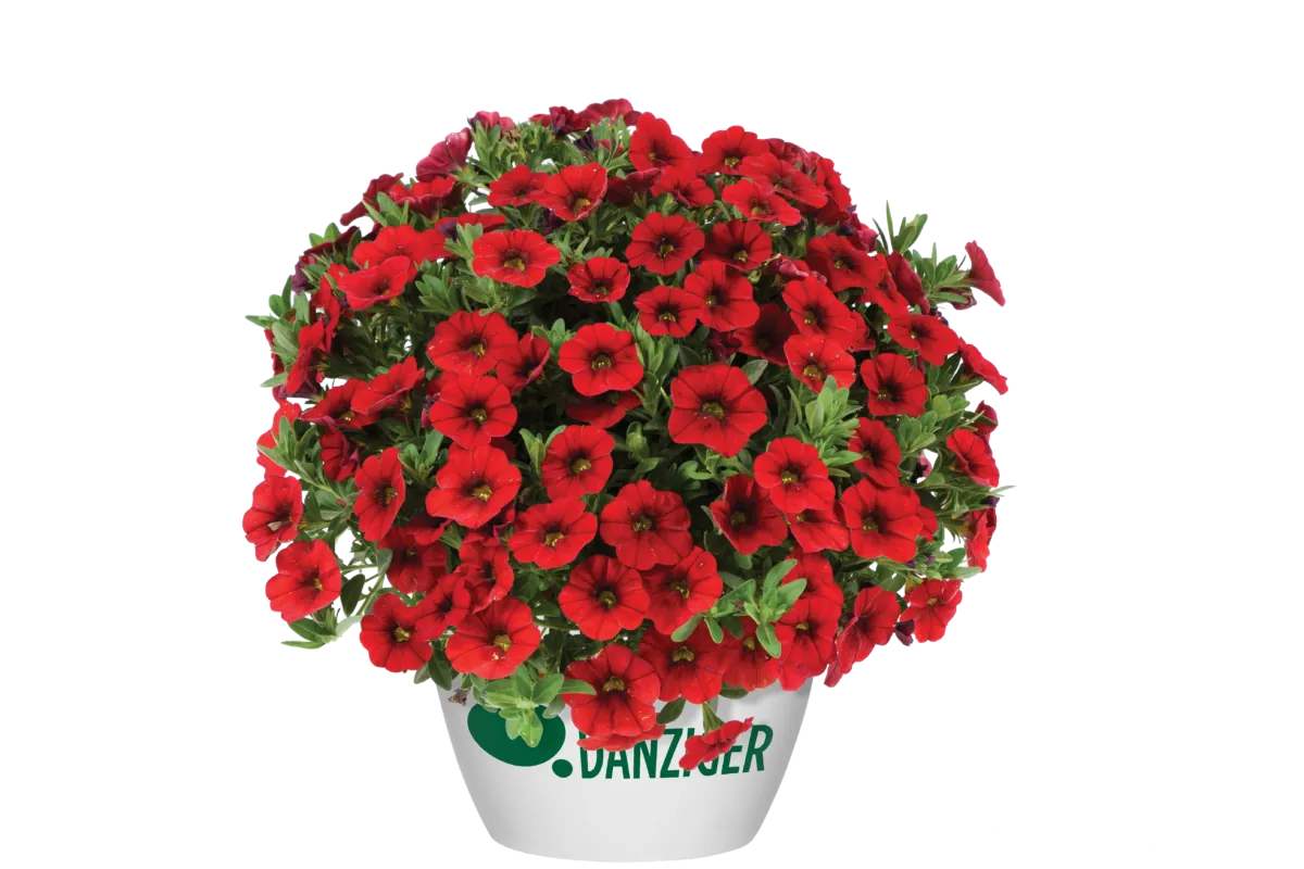 COLIBRI™ Bright Red