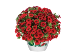 COLIBRI™ Bright Red