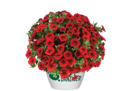 COLIBRI™ Bright Red