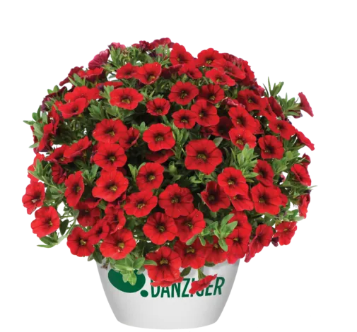 COLIBRI™ Bright Red