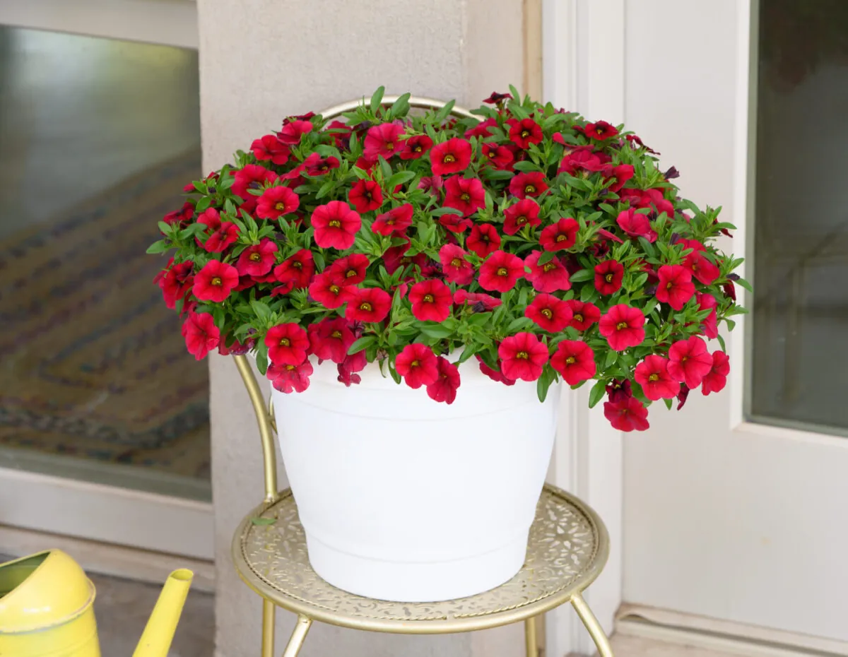 COLIBRI™ Bright Red
