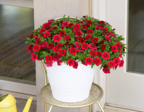 COLIBRI™ Bright Red