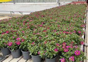 COLIBRI™ Pink Bling