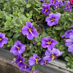 COLIBRI™ Purple Bling