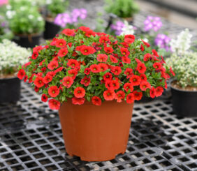 COLIBRI™ Bright Red