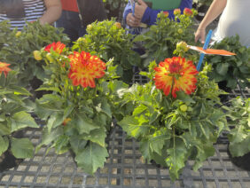 Darlin’™ Orange Flare