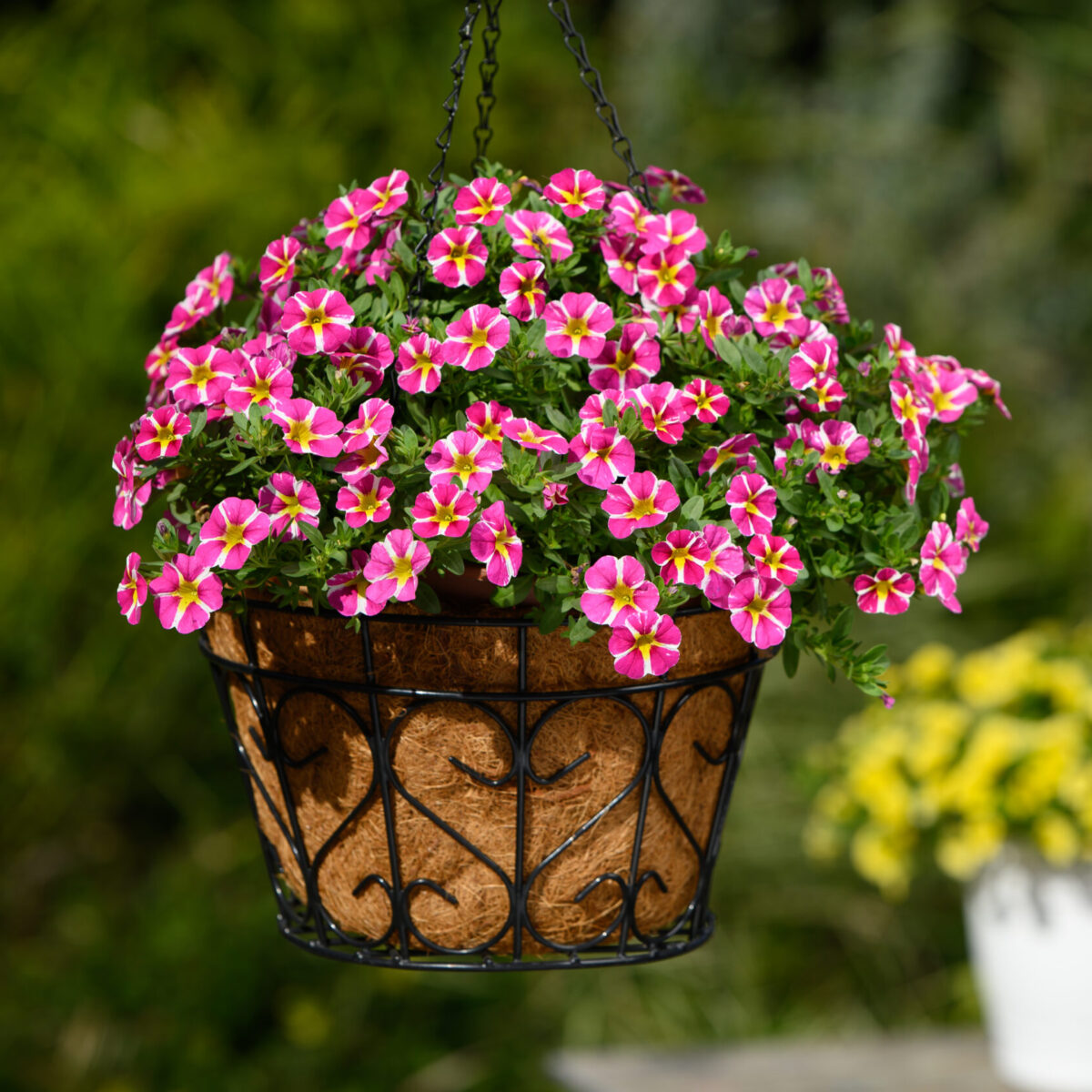 COLIBRI™ Pink Bling - Danziger