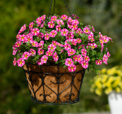 COLIBRI™ Pink Bling