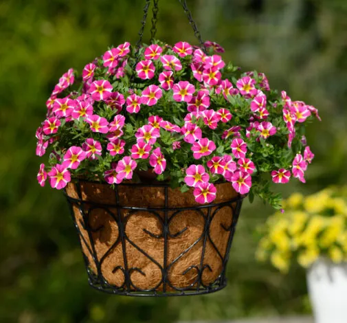COLIBRI™ Pink Bling