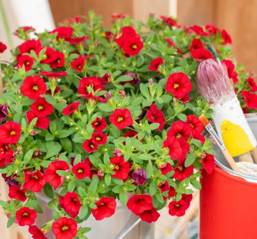 COLIBRI™ Bright Red