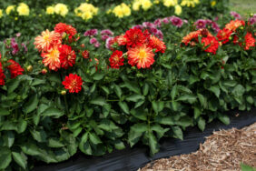 Darlin’™ Orange Flare