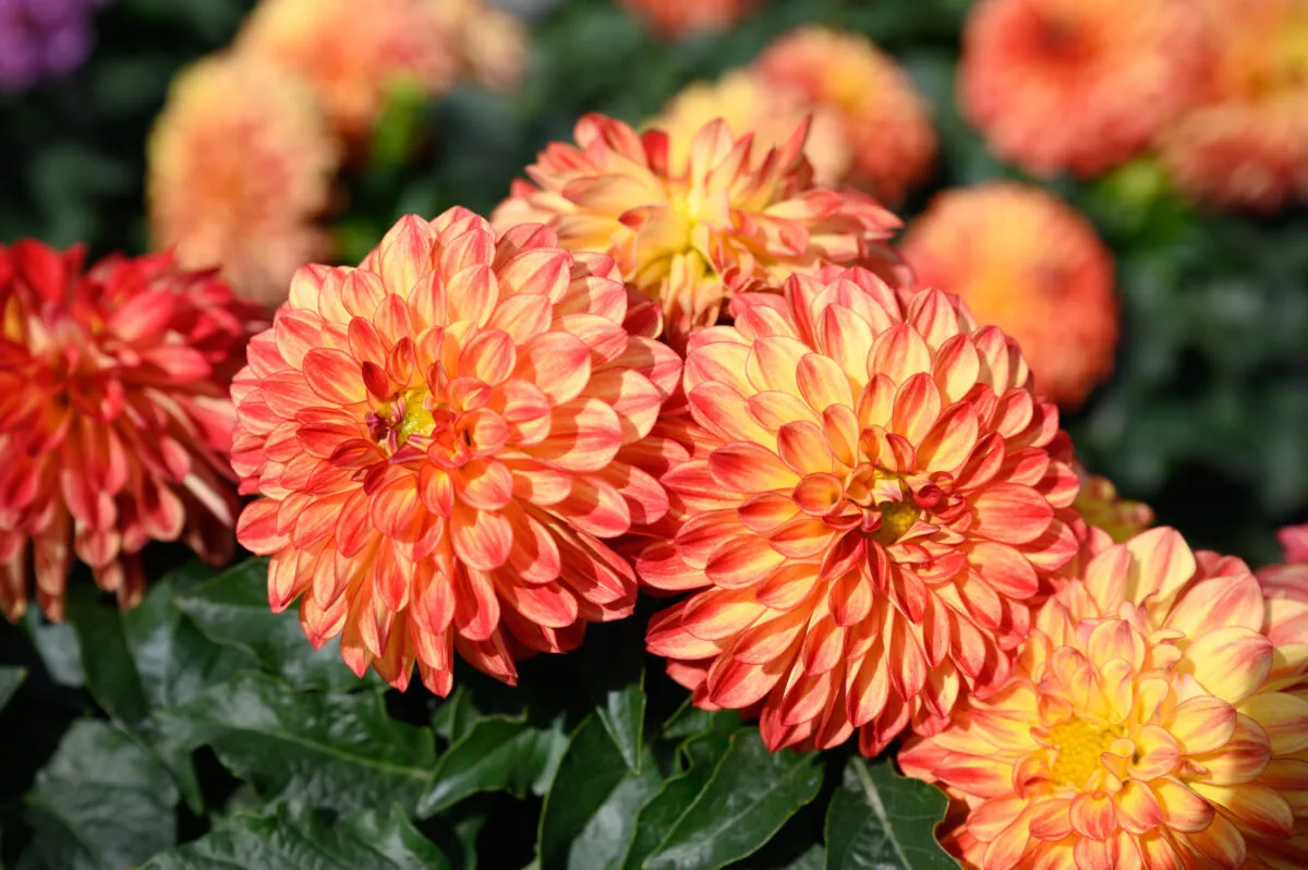 Darlin’™ Orange Flare
