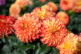 Darlin’™ Orange Flare