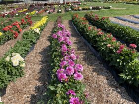 Darlin’™ Vintage Rose