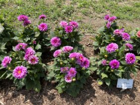 Darlin’™ Vintage Rose