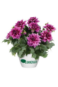 Darlin’™ Vintage Rose