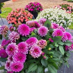 Darlin’™ Vintage Rose