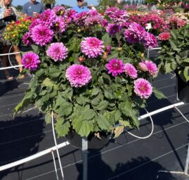 Darlin’™ Vintage Rose