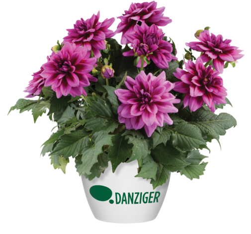 Darlin’™ Vintage Rose