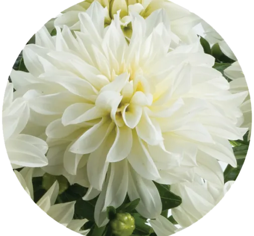 Darlin’™ White