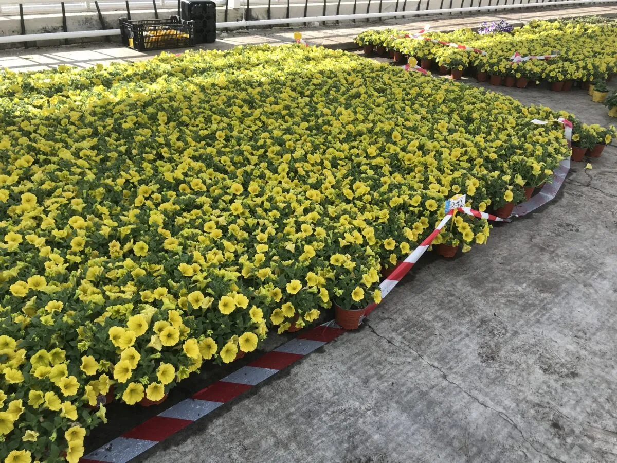 CAPELLA™ Hello Yellow