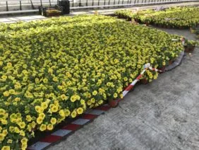 CAPELLA™ Hello Yellow