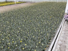 GOLF ™ Beauty Improved