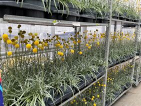 GOLF ™ Beauty Improved