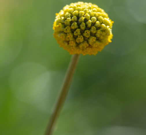 GOLF ™ Beauty Improved