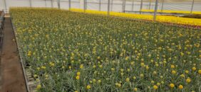 GOLF ™ Beauty Improved