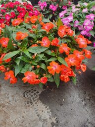 HARMONY® COLORFALL™ Orange