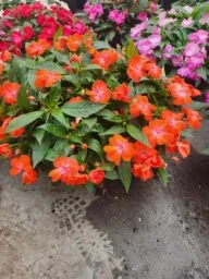 HARMONY® COLORFALL™ Orange