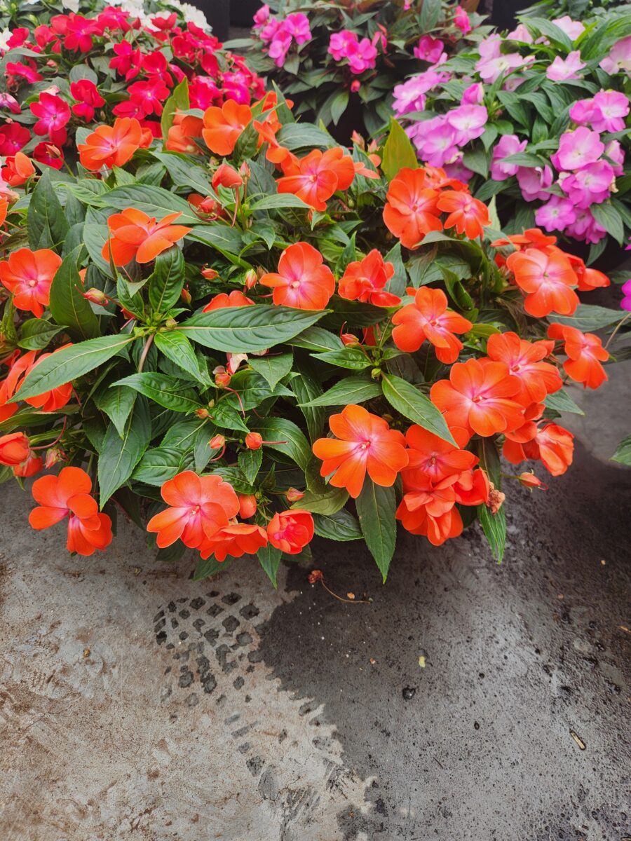 HARMONY® COLORFALL™ Orange - Danziger