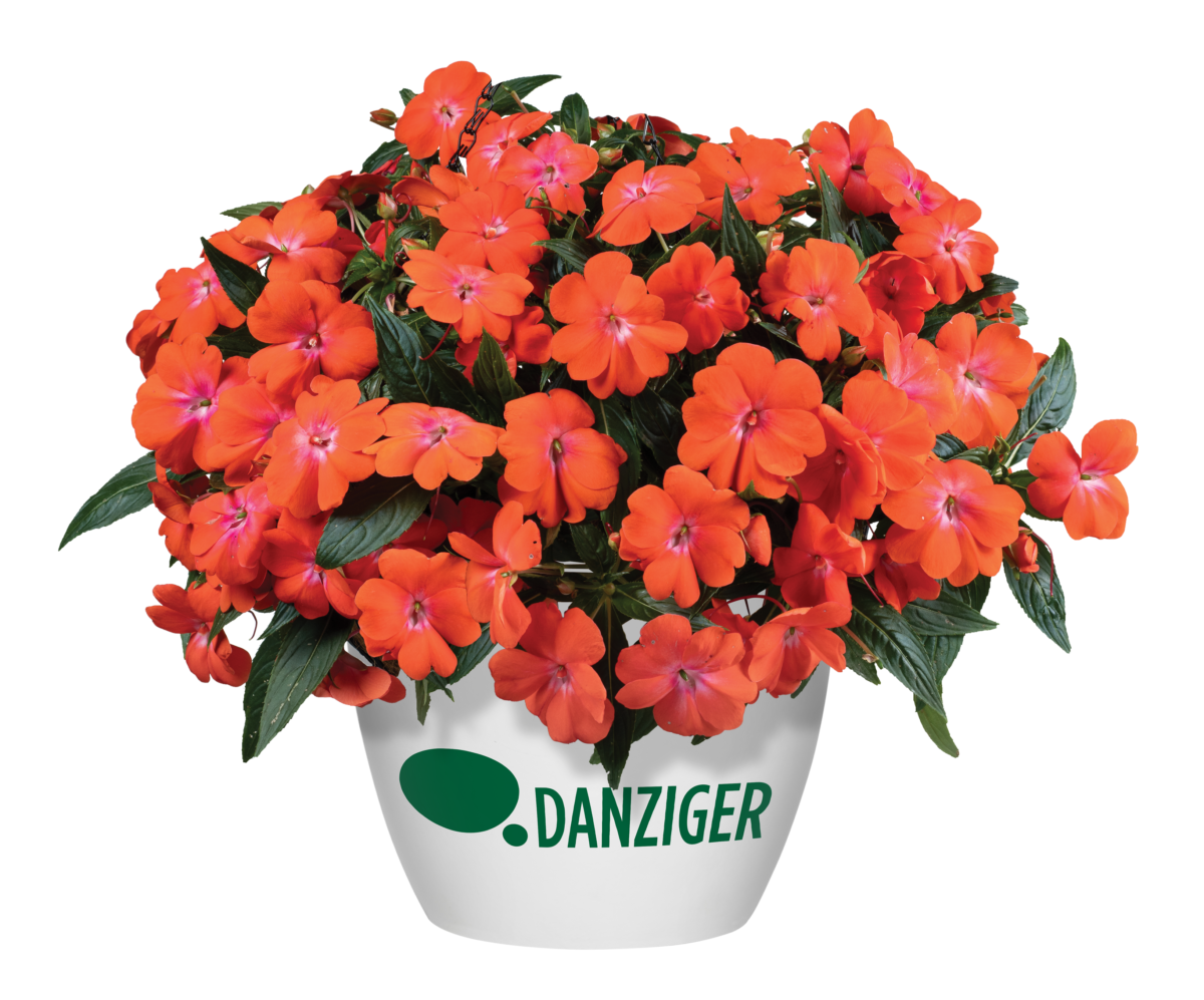 HARMONY® COLORFALL™ Orange - Danziger