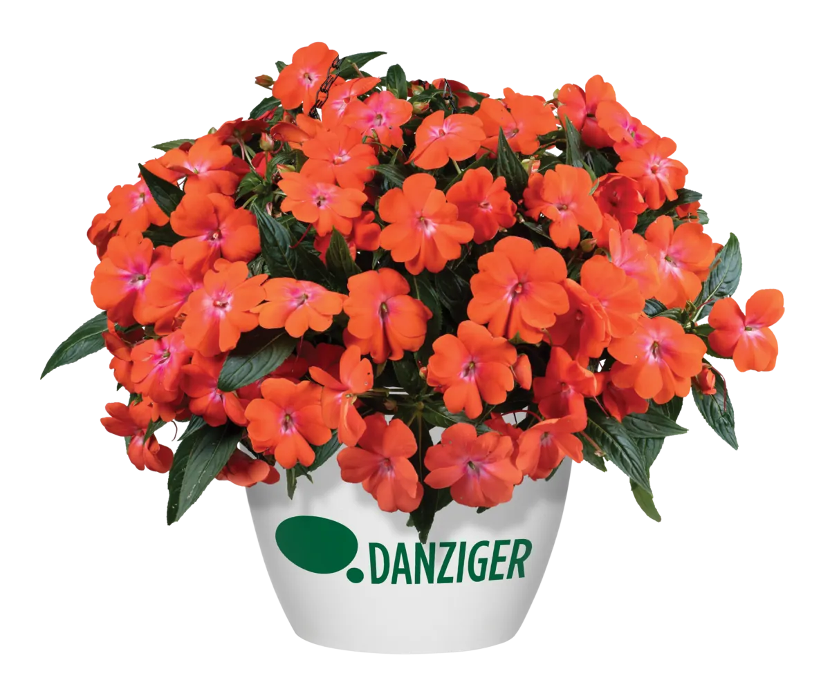 HARMONY® COLORFALL™ Orange