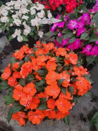 HARMONY® COLORFALL™ Orange