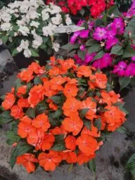 HARMONY® COLORFALL™ Orange