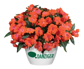 HARMONY® COLORFALL™ Orange