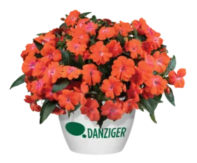 HARMONY® COLORFALL™ Orange